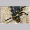 Marienkaeferlarve - Coccinella septempunctata 01b.jpg